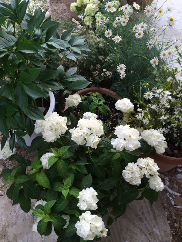 一重花＆手毬咲きの、白いヤマアジサイ