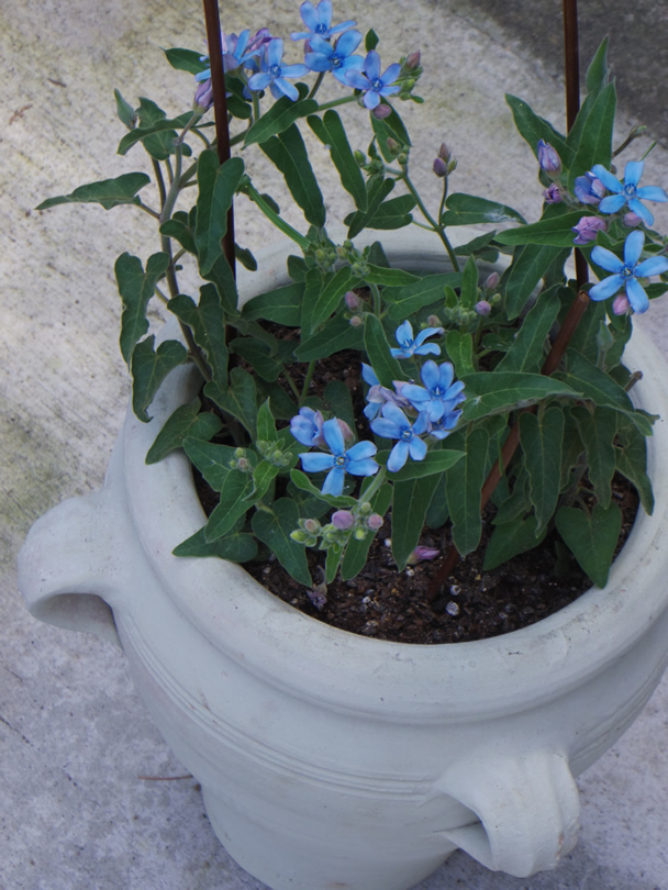 ベイビー・ブルーの花を咲かせる宿根草オキシテタルムは、華奢だけど育てやすい