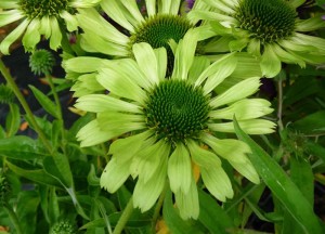 魅惑的なキミドリ色に光る、エキナセア