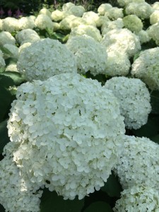 ガーデニングの師匠、冬にも楽しめるアナベル！！