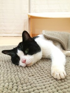 眠いニャンコと、ママ犬