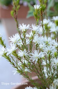 シューダンサス こと “オージー・スノーブッシュ”