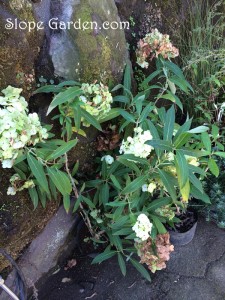 珍しいアジサイの仲間『アスペラ・エレガントパビリオン』