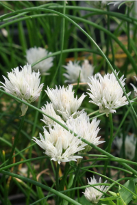 白い花のチャイブ、食べる？鑑賞する？