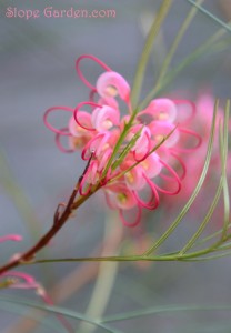 エレガントだけど丈夫！グレビア・ロンギスティーラ・エレガンス