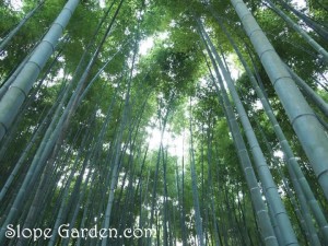 ニッポン大好き欧米人が、和の平屋に住んでする事とは！？