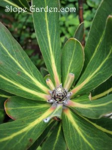 ガーデンの冬のホープ『プロテア・ピンクアイス』の元気っぷり