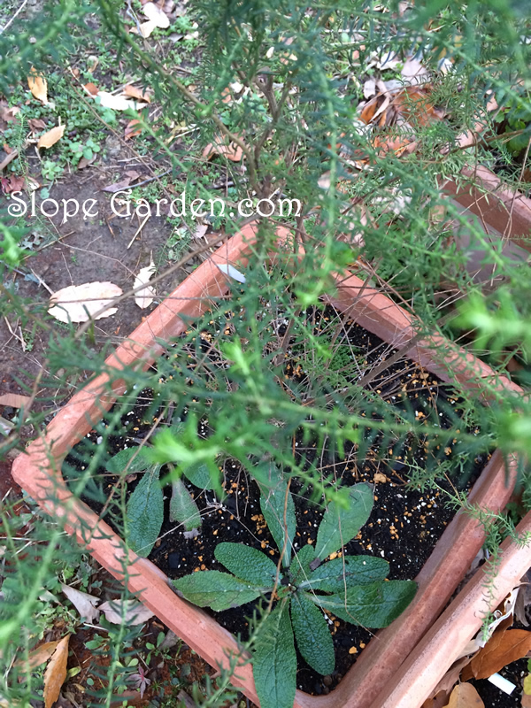 四角いテラコッタの寄せ植えです〜湿気に弱い植物をまとめてみました