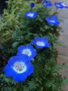 一年草のブルーエンジェル『ネモフィラ』