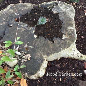 多肉植物『センペルビウム』を樹の切り株に植え付け