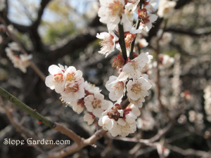 スィーツに添えられた梅の花を見て、梅園のこと思い出しました