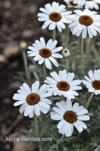 ウッドデッキは誰のもの！？黒猫？茶トラ？それとも？