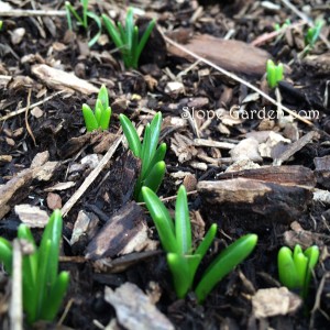 スロープガーデンに、芽がいっぱい出てきた〜