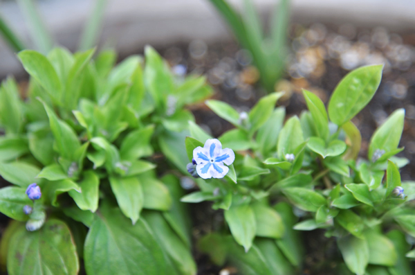sg_Omphalodes2015march30_1