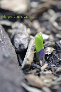 カマッシアの芽が美し過ぎる〜ムラサキVS.キミドリのコントラストが絶妙