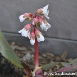 白い花、ヒマラヤユキノシタが開花