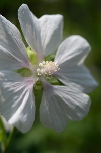 スロープガーデン、過去の密林写真公開！？