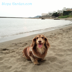 またしてもテンプレートが変更になりました（ガーデン記事は夜９時に！）