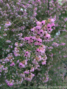 街角ではジャノメ・エリカが満開