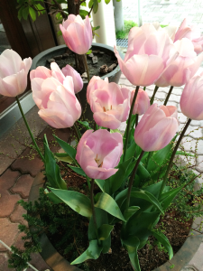 小径のガーデンのくねくね小径の施行がスタート！