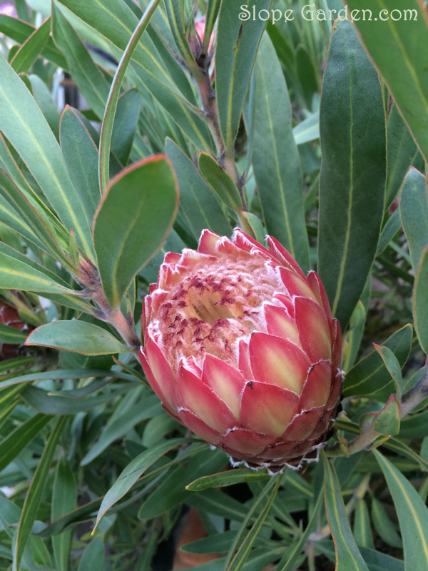 南アフリカの植物プロテア・ピンクアイスの花を育てる