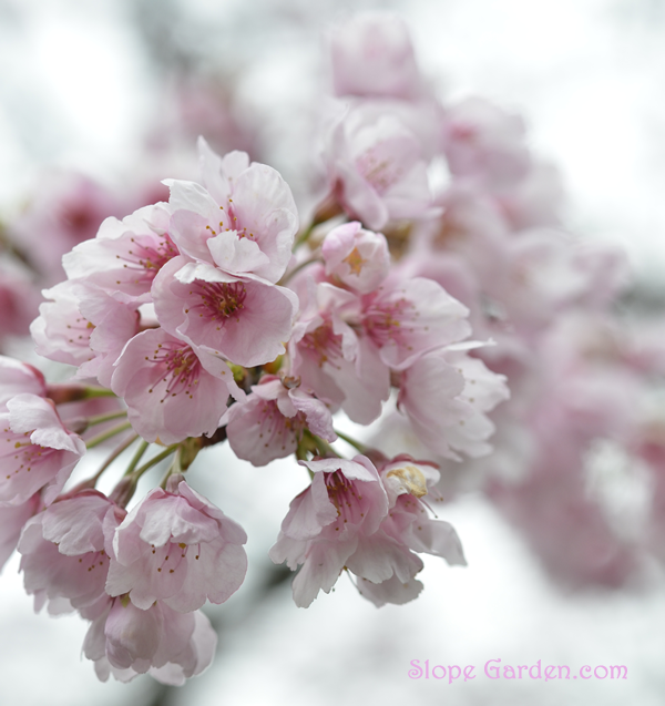 桜、いの一番