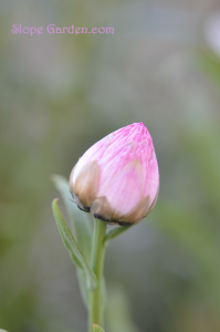 ピンク色のペーパーデイジーのツボミが萌える