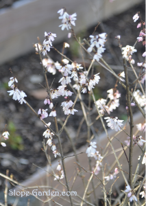 ちょっと珍しい？ウチワノキ。桜みたいに葉に先駆けて咲きます