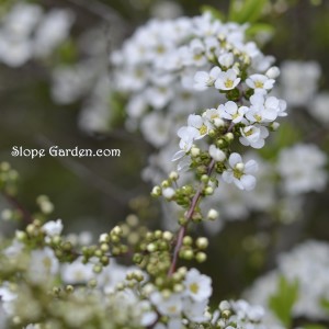 今朝の続き、花咲く不思議な住宅街のはなし