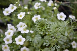 ガーデナーに人気、キミドリ色のラナンキュラス