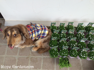 グランドカバーの花苗、とてもかわいらしい星形の花が咲きます