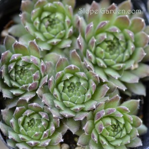 多肉性植物の寄せ植え〜木の切り株が鉢がわり