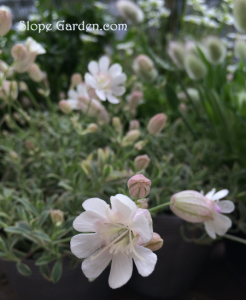 寄せ植えガーデンの、グラウンドカバーにナッキーホワイト