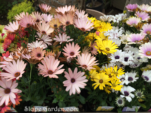 しっとりした彩りのガーデンが好き