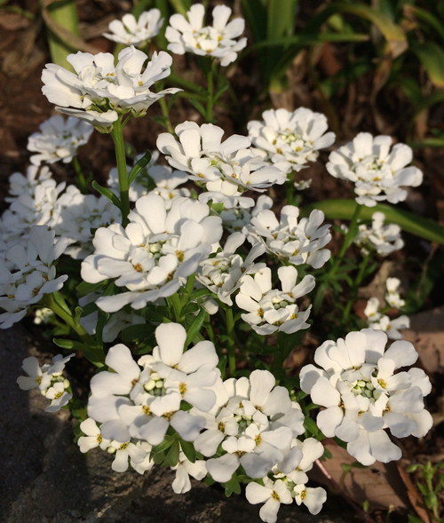 強靭な美しい白い花が咲く、おすすめグランドカバー