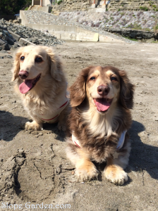 嬉しくってニコニコのミニチュアダックスフンドたち