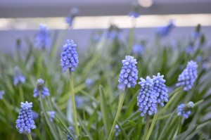 ムスカリ満開！ガーデンに植えたおぼえのない球根も...