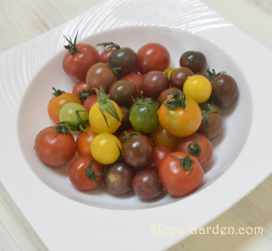 ５色のとまとまトマト's、ガーデン栽培したい！