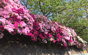 我がガーデンにはないもの。ショッキングピンクとか桃色とかのツツジの群生