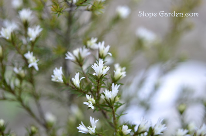 白い花が咲く、オーストラリア原産の低木を寄せ植えに