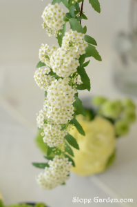 ありがたいガーデンの立て役者「八重コデマリ」もうすぐ