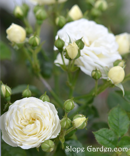 クリーム色〜白い薔薇、アルテミスが寄せ植えガーデンで開花