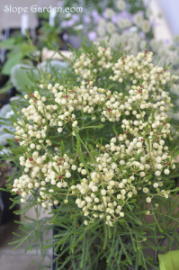 南アフリカの植物と、台湾の野生動物