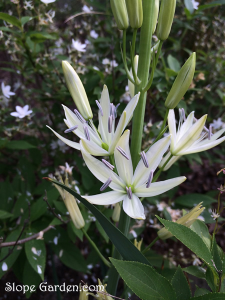 長年あこがれ続けていた植物が開花！ガーデンの中のお嬢様