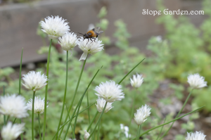 フレンチレストラン有名店では、こう食べる！白い花のチャイブ