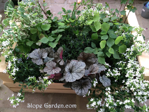 今日のフラワー・ボックスの中身は！？植え付けしたものリスト