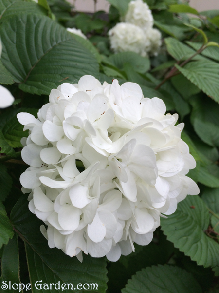 ガーデンの主役をはれる、大玉の白いアジサイに似た花
