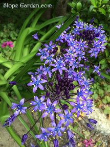 鎌倉散歩、植物や庭を観察しながら...