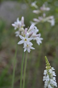 ホワイトガーデン、本領発揮で白い花が群生