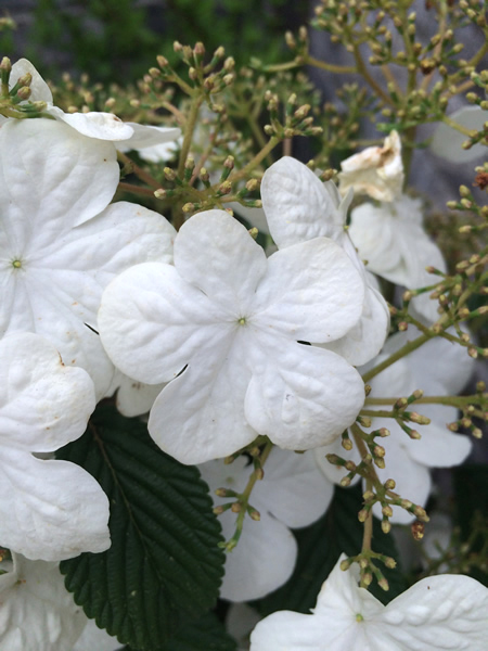 白くてチョウの様な愛らしい花びら、育てやすい低木です